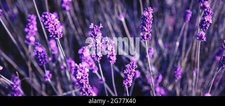 Banner mit Lavendelblütenfeld bei Sonnenstrahlen Stockfoto