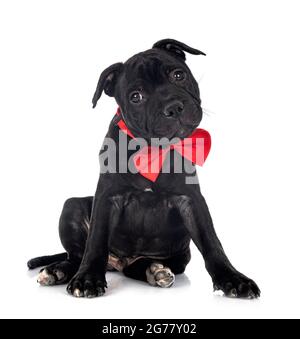 Welpen Staffordshire Bull Terrier vor weißem Hintergrund Stockfoto