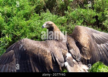 Hawk Vogel mit ausgebreiteten Flügeln in einem Muster von Federn auf einem Hintergrund von grüner Vegetation. Wildtiere und Greifvögel. Hochwertige Fotos Stockfoto