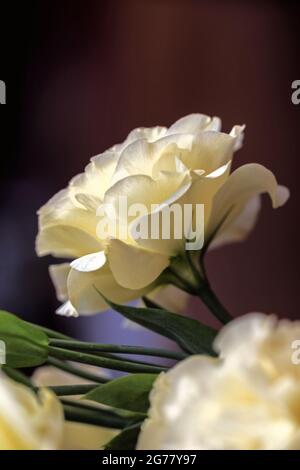 Zarte echte hübsche helle Blume eustoma auf dunkelbraunem Hintergrund Stockfoto