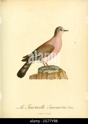 Tourtelette émeraudine, Turtur chalcospilos - Smaragdfleckige Holztaube die smaragdfleckige Holztaube (Turtur chalcospilos) ist ein Vogel der Familie Columbidae, die im östlichen und südlichen Afrika beheimatet ist. Es ist eine Art von offenen trockeneren Laubwäldern und zweites Wachstum. Es fehlt in immergrünen Regenwäldern und Halbindesergebieten. Aus dem Buch Histoire naturelle des oiseaux d'Afrique [Naturgeschichte der Vögel Afrikas] Band 6, von Le Vaillant, Francois, 1753-1824; Publizieren in Paris von Le Vaillant, Francois Fuchs, Bibliothekar 1808 Stockfoto