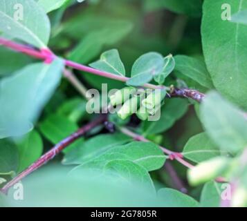 Echte hübsche kleine unreife grüne Geißelbeeren am sommerlichen bewölkten Tag Stockfoto