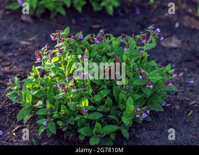 Echte hübsche Pulmonaria zarte Blüten in einem sehr sonnigen Garten im Frühling Stockfoto