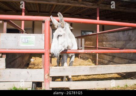 Der Esel, züchtet andalusischen Esel, Equus africanus f. asinus 'andalusischer Esel' am 24. Juni 2 am Wirtschaftsgericht von Bohuslavice, Tschechische Republik Stockfoto