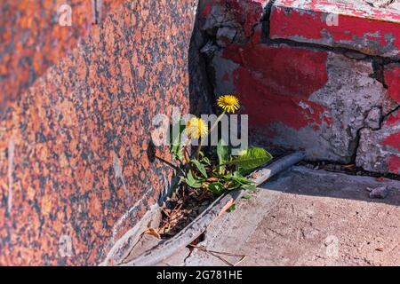 Zwei wirklich hübsche gelbe Dandelionen in der Stadt an sonnigen Tagen Stockfoto