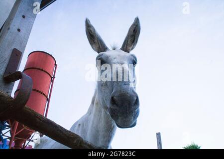 Der Esel, züchtet andalusischen Esel, Equus africanus f. asinus 'andalusischer Esel' am 25. Juni 2 am Wirtschaftsgericht von Bohuslavice, Tschechische Republik Stockfoto