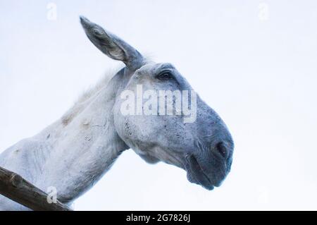 Der Esel, züchtet andalusischen Esel, Equus africanus f. asinus 'andalusischer Esel' am 25. Juni 2 am Wirtschaftsgericht von Bohuslavice, Tschechische Republik Stockfoto