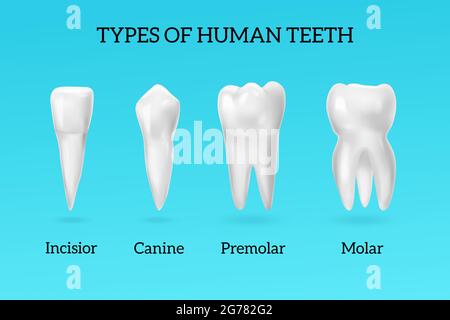 Arten von menschlichen Zähnen realistische Set mit Schneidezahn Eckzähne Prämolar und Molar auf blauem Hintergrund isoliert Vektor-Illustration Stock Vektor