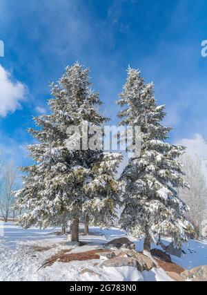 Zwei hohe Kiefern nebeneinander im Freien mit ein wenig Schnee auf dem Baum Stockfoto