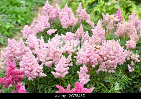 Lila Astilbe Blüten (falscher Ziegenbart). Queen Alexandra Variety, Hybrid. Russischer Fernost. Stockfoto