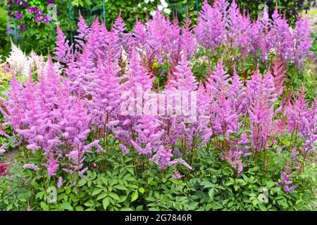 Flieder Astilbe arendsii Herz und Seele. Russischer Fernost. Stockfoto