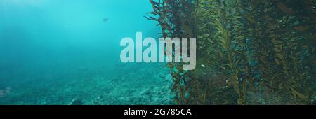 Kelp-Wald, riesige Braunalgen Algen Algen, Hintergrund Banner Stockfoto