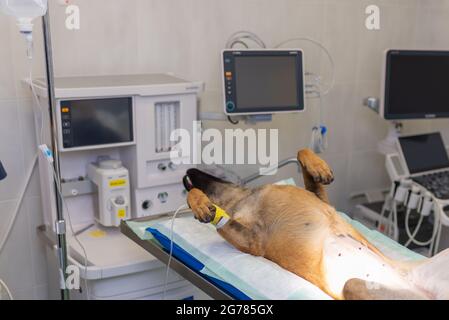 Hund unter Narkose während der Operation in einer Tierarztklinik.Deutscher Schäferhund ist betäubt. Veterinärkonzept.Nahaufnahme. Stockfoto