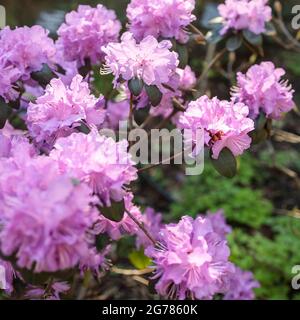 Der immergrüne Rhododendron Hybrid Haaga hat seine leuchtend rosa Blüten im Steintopf vollständig geöffnet. Hintergrundbild Stockfoto