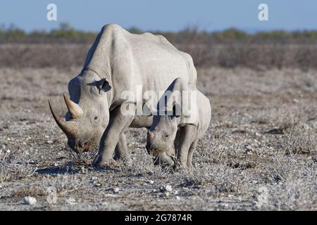 Schwarze Nashörner (Diceros bicornis), erwachsenes Weibchen mit Jungtieren, Wandern im trockenen Grasland, Nahrungssuche, Etosha-Nationalpark, Namibia, Afrika Stockfoto