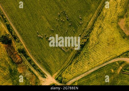 Luftaufnahme einer Herde von Schafen, die Weiden weiden. Landschaft mit Vieh aus Drohnensicht. Stockfoto