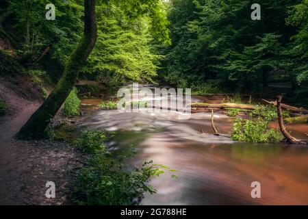 Naturschutzgebiet Kaskaden am Fluss Tanew (Szumy nad Tanwią), Roztocze, Polen. Fluss, der im Sommer durch den grünen Wald fließt. Stockfoto