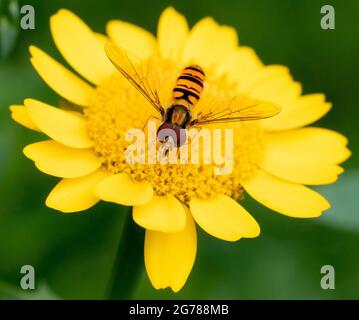 Hoverfly, Bedfordshire, Großbritannien Stockfoto
