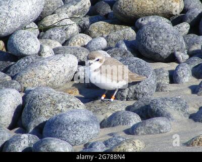 Gebänderter Schneepfeister (Charadrius nivosus) zwischen Kieselsteinen am Pebble Beach, USA, seit 2011 getrennt von Kentish-Pflügen Stockfoto