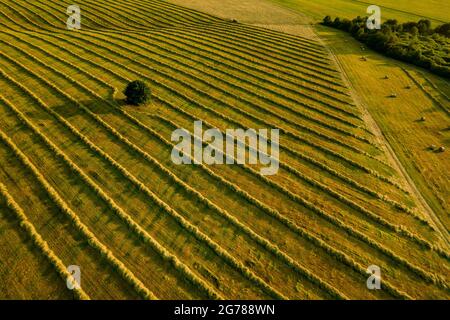 Felder mit frisch geschnittenem Gras, die für die Heuproduktion vorbereitet werden. Luftaufnahme eines kultivierten Ackerlandes in der Slowakei. Stockfoto