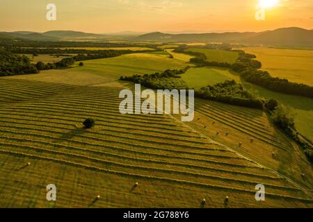 Felder mit frisch geschnittenem Gras, die für die Heuproduktion vorbereitet werden. Luftaufnahme eines kultivierten Ackerlandes in der Slowakei. Stockfoto