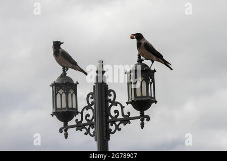 Krähe, die eine Walnuss im Mund trägt, eine Krähe, die isst Stockfoto