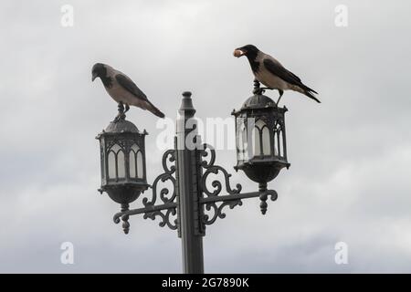 Krähe, die eine Walnuss im Mund trägt, eine Krähe, die isst Stockfoto