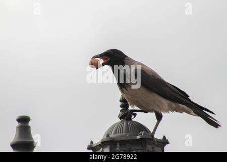 Krähe, die eine Walnuss im Mund trägt, eine Krähe, die isst Stockfoto