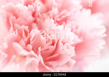 Nahaufnahme der rosa Nelkenblume. Stockfoto