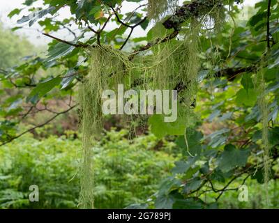 Usnea articulata, Bartflechte, die vom Baum hängt, Dartmoor, England. Aka Kette von Wurstflechten. Stockfoto