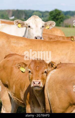 Braunvieh (Bos primigenius taurus), junge Kälber, Kühe auf einer Weide in Rheinland-Pfalz, Deutschland, Europa Stockfoto