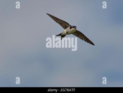 Sand martin, Riparia riparia, auch bekannt als Bankschwalbe im Flug, schwebend am Himmel auf der Suche nach einer Beute, Schottland, Großbritannien Stockfoto