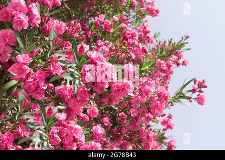 Nahaufnahme rosa Oleander Blüten mit grünen Blättern Stockfoto