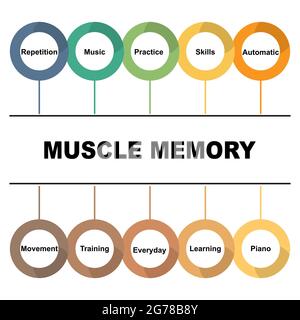 Diagramm-Konzept mit Muskel-Speicher-Text und Keywords. EPS 10 isoliert auf weißem Hintergrund Stock Vektor