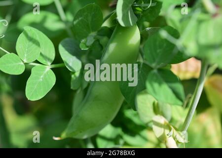 Grüne Erbsen, die auf einem Busch im Garten wachsen Stockfoto