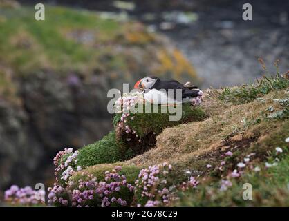 Atlantic Puffin, Fratercula artica, saß auf einer Klippe in Seepinken, Isle of Lunga, Schottland Stockfoto