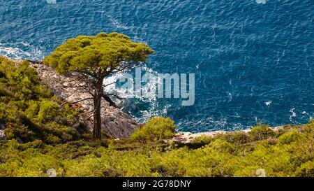 Ionische Inseln, Zakynthos, Westküste, Adria, Strand, Hafen, Porto Vromi, Blick hinunter in die Bucht, überwucherter Hügel, einzelner Baum, unter blauem, sich bewegenden Meer Stockfoto