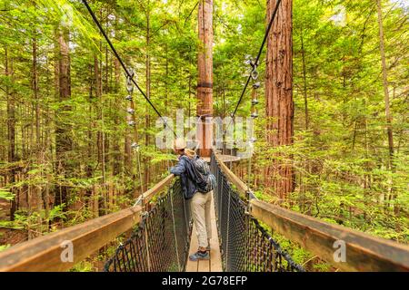 Redwood Treewalk, Tree Top Walk, Rotorua, Bay of Plenty, Nordinsel, Neuseeland, Ozeanien Stockfoto