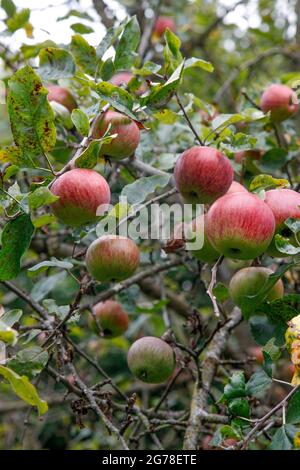 Bio-Äpfel, Apfelbaum Stockfoto