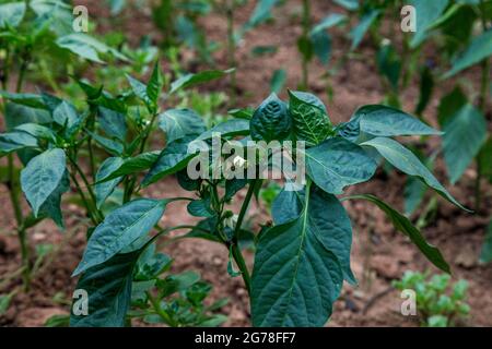 Paprikapflanzen, Gemüsebeet, Gemüse, biologisch, Erde, Garten, Landwirtschaft Stockfoto