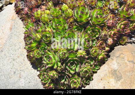 Houseleek (Sempervivum tectorum) - schöne dekorative Sukulente Pflanze für Garten oder Park Landschaftsbau. Cluster von Sukulenten Pflanzen Rosetten in Rocker Stockfoto