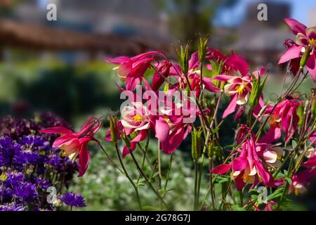 Mehrjährige krautige Pflanze Aquilegia, Columbine mit lila Blüten im Garten auf einem verschwommenen Hintergrund von Grün im Frühjahr. Stockfoto