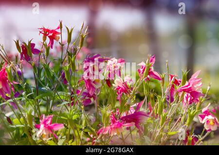 Mehrjährige krautige Pflanze Aquilegia, Columbine mit lila Blüten im Garten auf einem verschwommenen Hintergrund von Grün im Frühjahr. Stockfoto