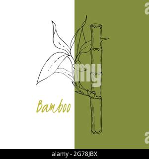 Bambusstock mit Sprossen, Blättern, kritzelnde Handzeichnung. Hintergrund Hintergrund Vorlage Label Flyer. Vektorgrafik Stock Vektor