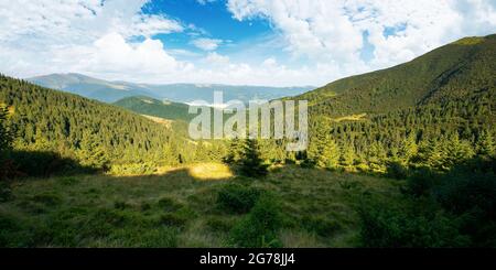 Schöne Berglandschaft im Morgenlicht. Nadelwald auf den steilen Hügeln. Wunderbare Sommerlandschaft der karpaten mit herrlicher Wolkenlandschaft Stockfoto