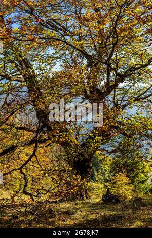 Knarrige Buchen im goldenen Herbstlicht Stockfoto