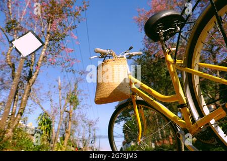 Schöne Szene in Da Lat, Vietnam im Frühling, gelbes Fahrrad und rosa Blume von unten, Kirschblütenbaum blühen im Frühling, ein Urlaub Reise b Stockfoto