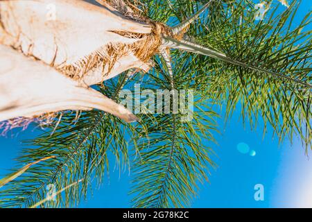 Palmen vor blauem Himmel. Makrofoto, Nahaufnahme. Hochwertige Fotos Stockfoto