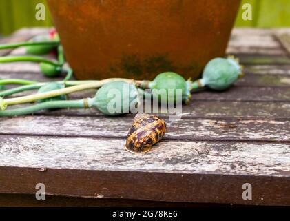 Gemeinsame Gartenschnecke Cornu aspersum und Mohnsamen Köpfe Sussex UK Stockfoto