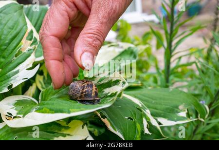 Common Garden Snail Cornu aspersum wird von einer Hosta-Pflanze gepflückt, die das Laub frisst Sussex UK Foto aufgenommen von Simon Dack Stockfoto